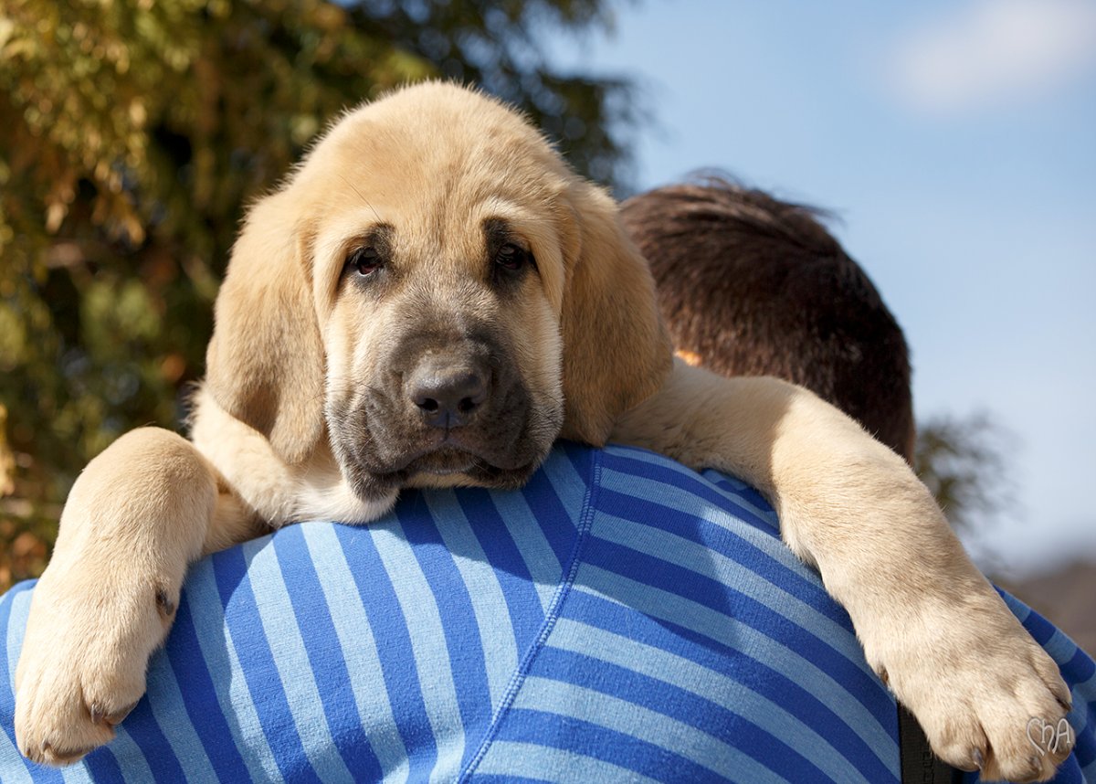 Собака испанский мастиф