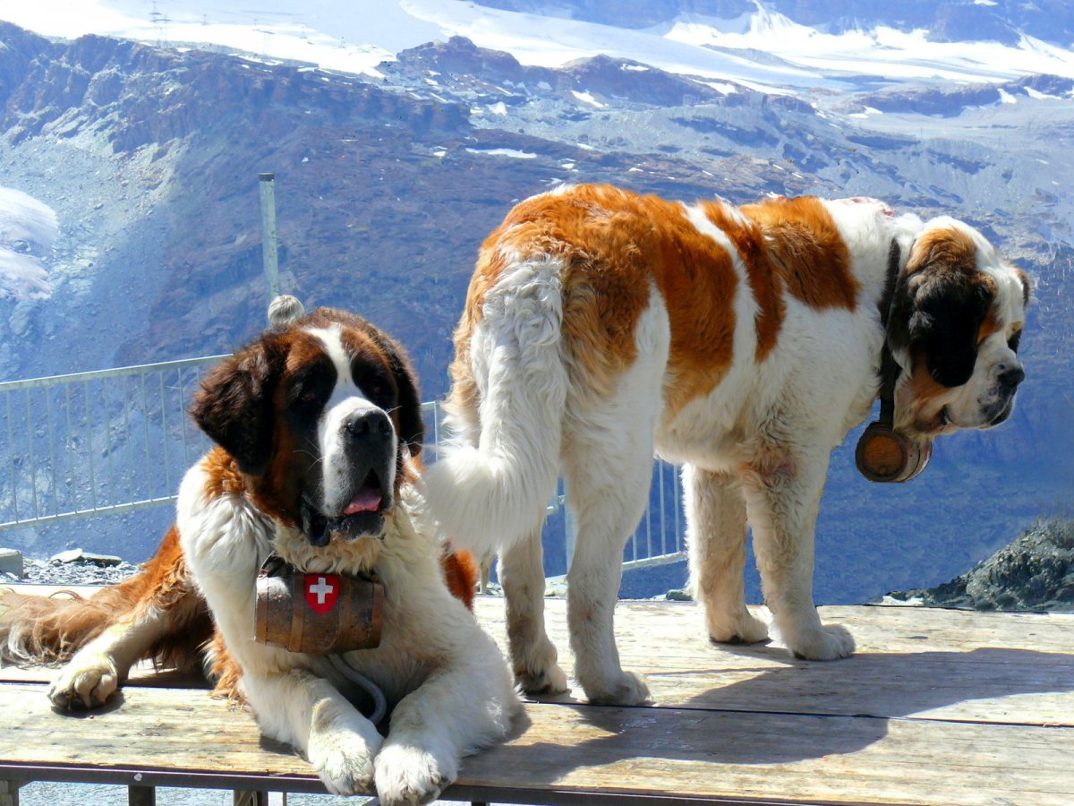 Сенбернар и алабай