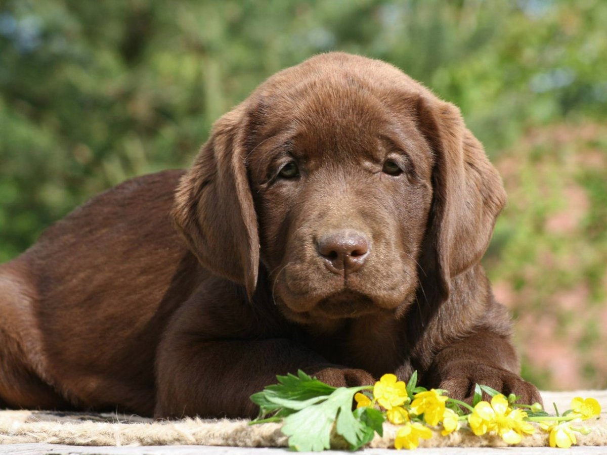 Шоколадный лабрадор щенок