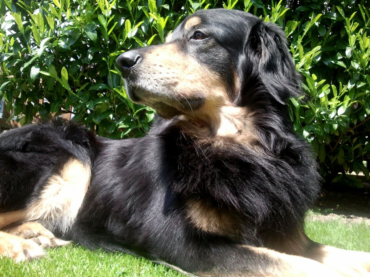 Ховаварт окрасы