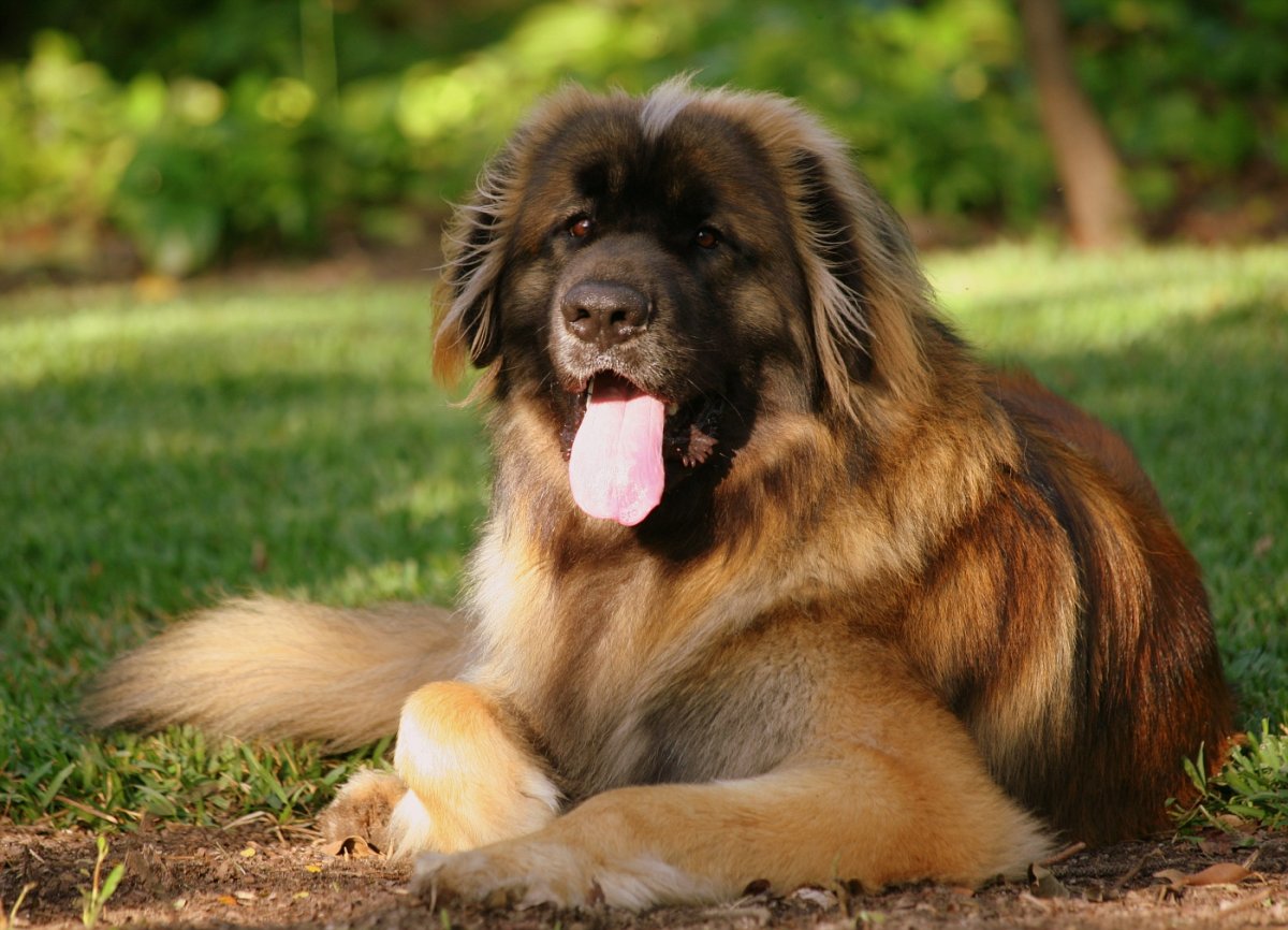 Хэппи собаки больших пород