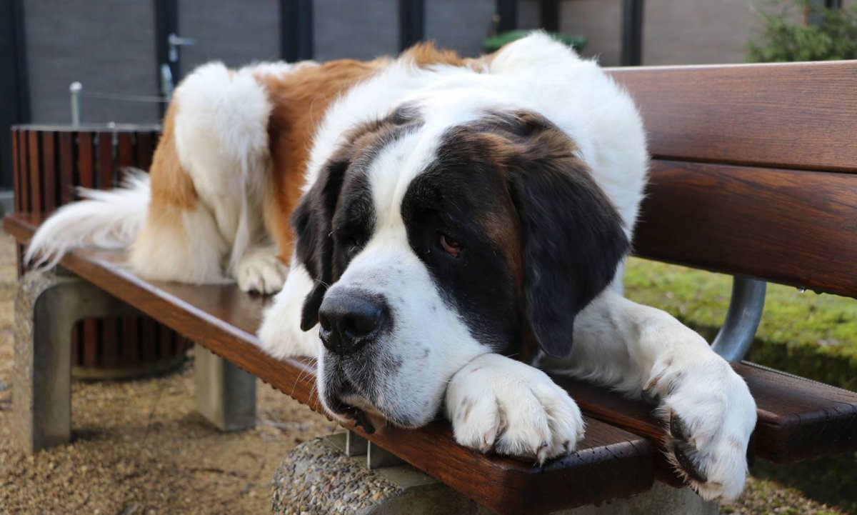 Сенбернар Бенедиктин 166 кг