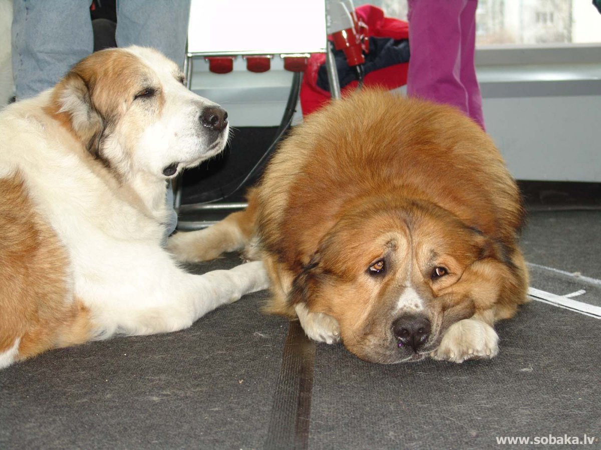 Заводчики собак в Латвии