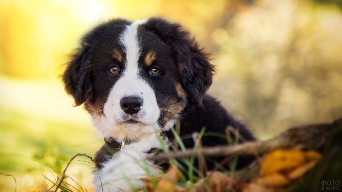 Бернский зенненхунд осень