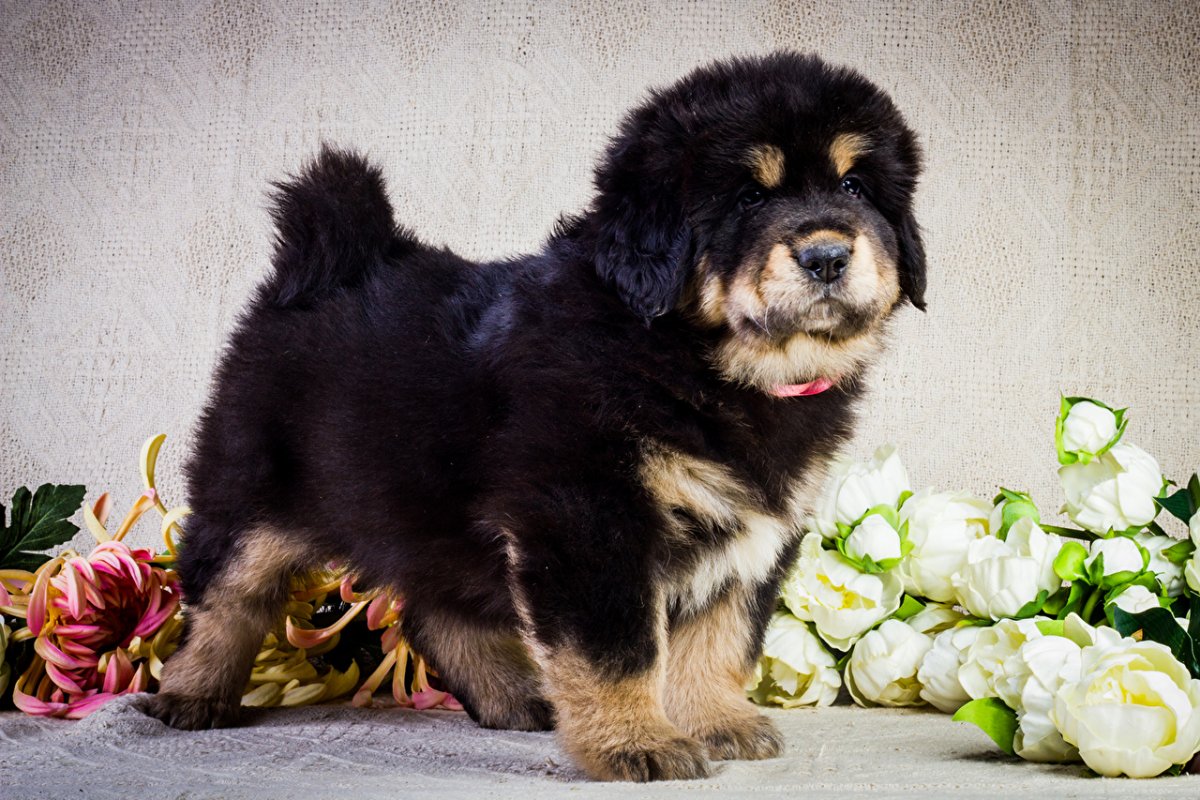 Тибетский мастиф