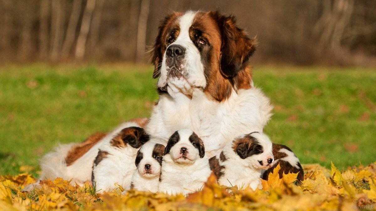 Длинношерстный Сенбернар