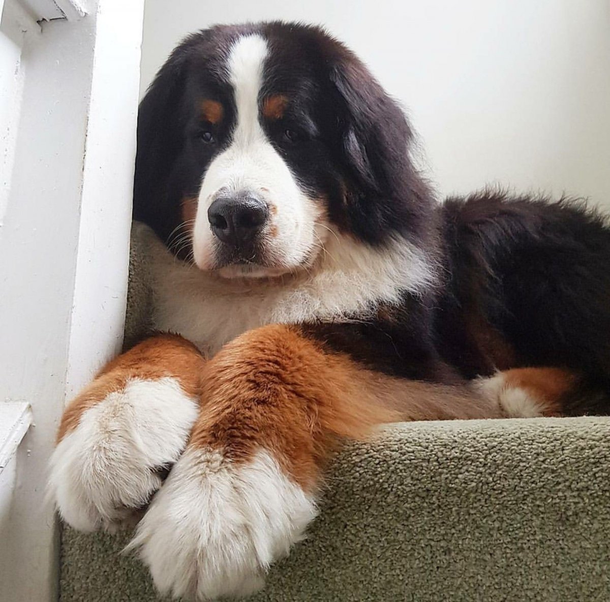 Собачки большие