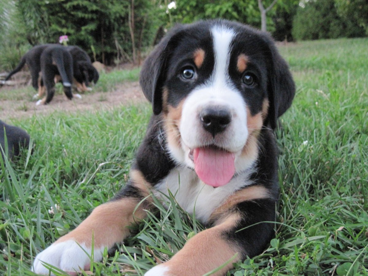 Порода Гросс зенненхунд