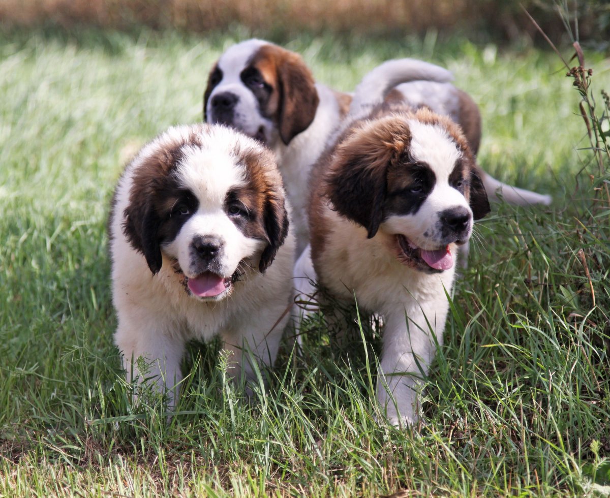 Щенки породы Сенбернар