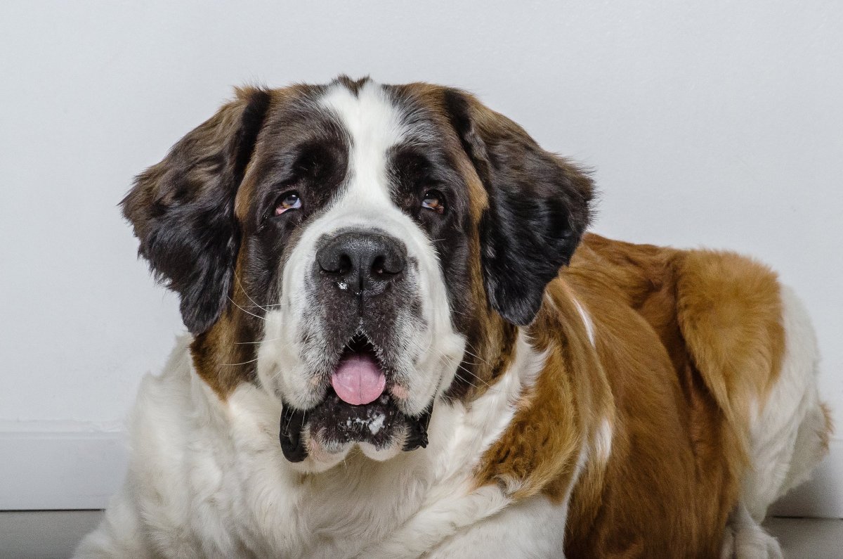 Сенбернар Бенедиктин