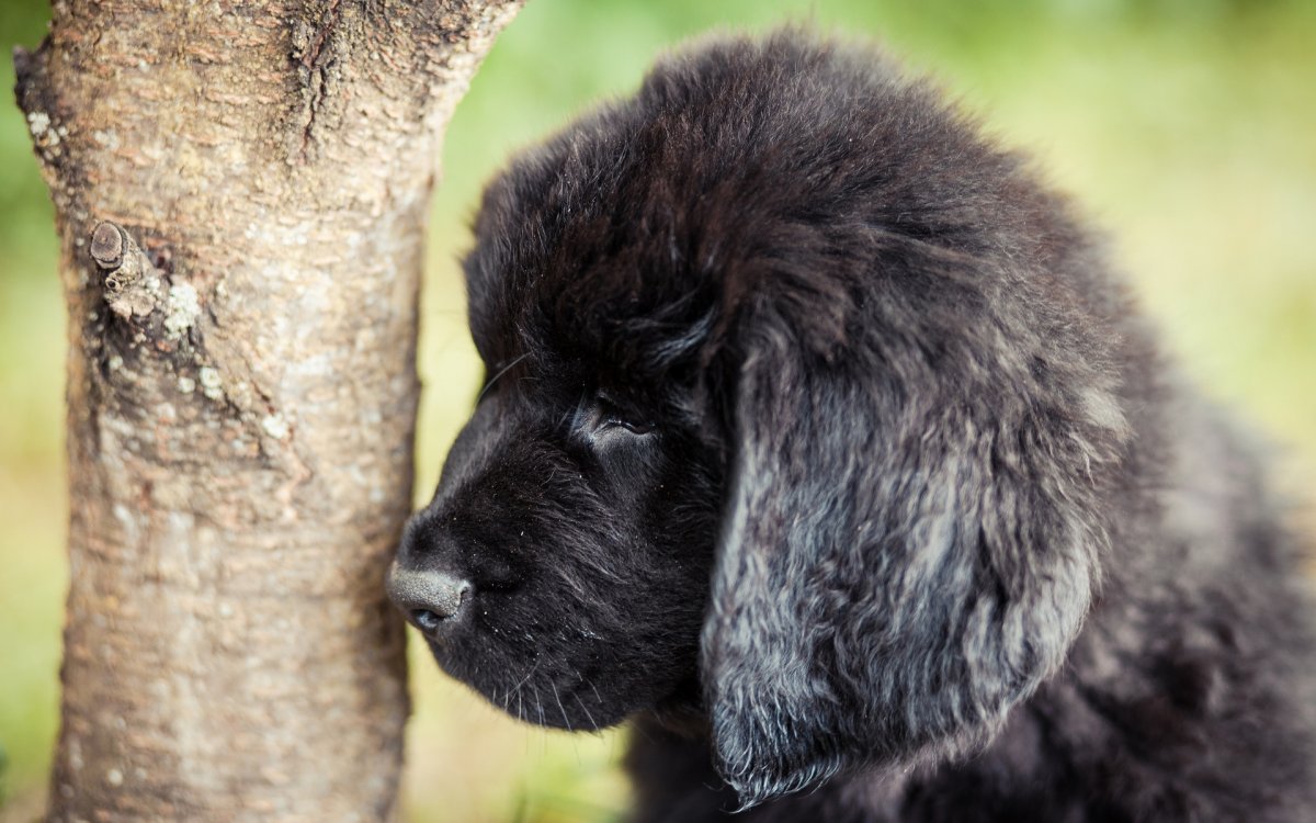 Маленький ньюфаундленд