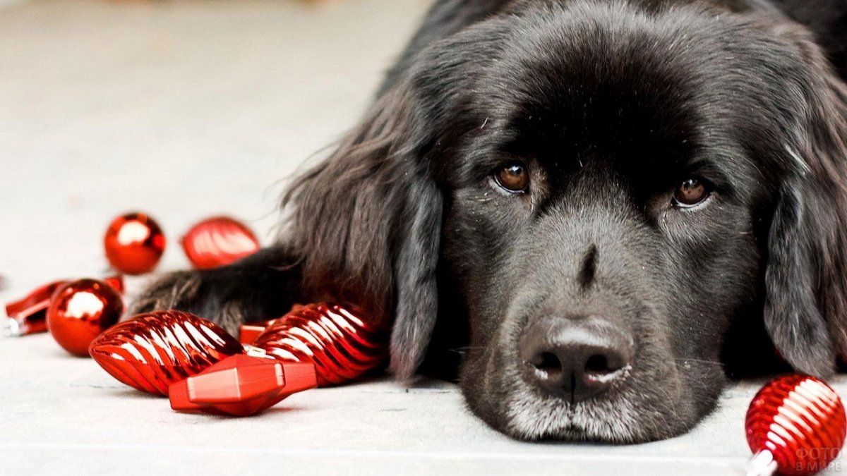 Ньюфаундленд фото