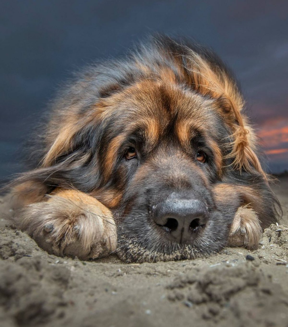 Леонбергер собака щенок