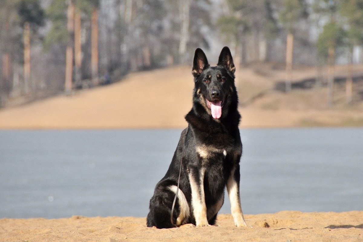 Щенки Восточно европейской овчарки