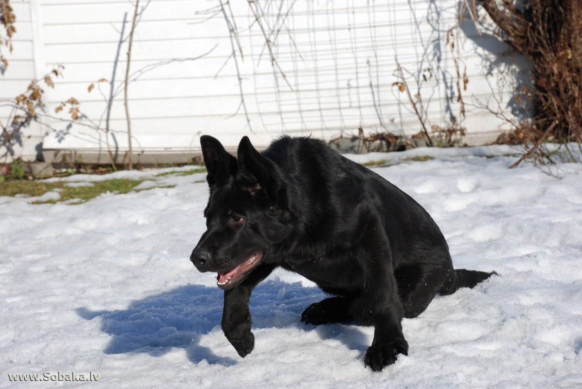 Овчарка черного немецкая овчарка черного окраса