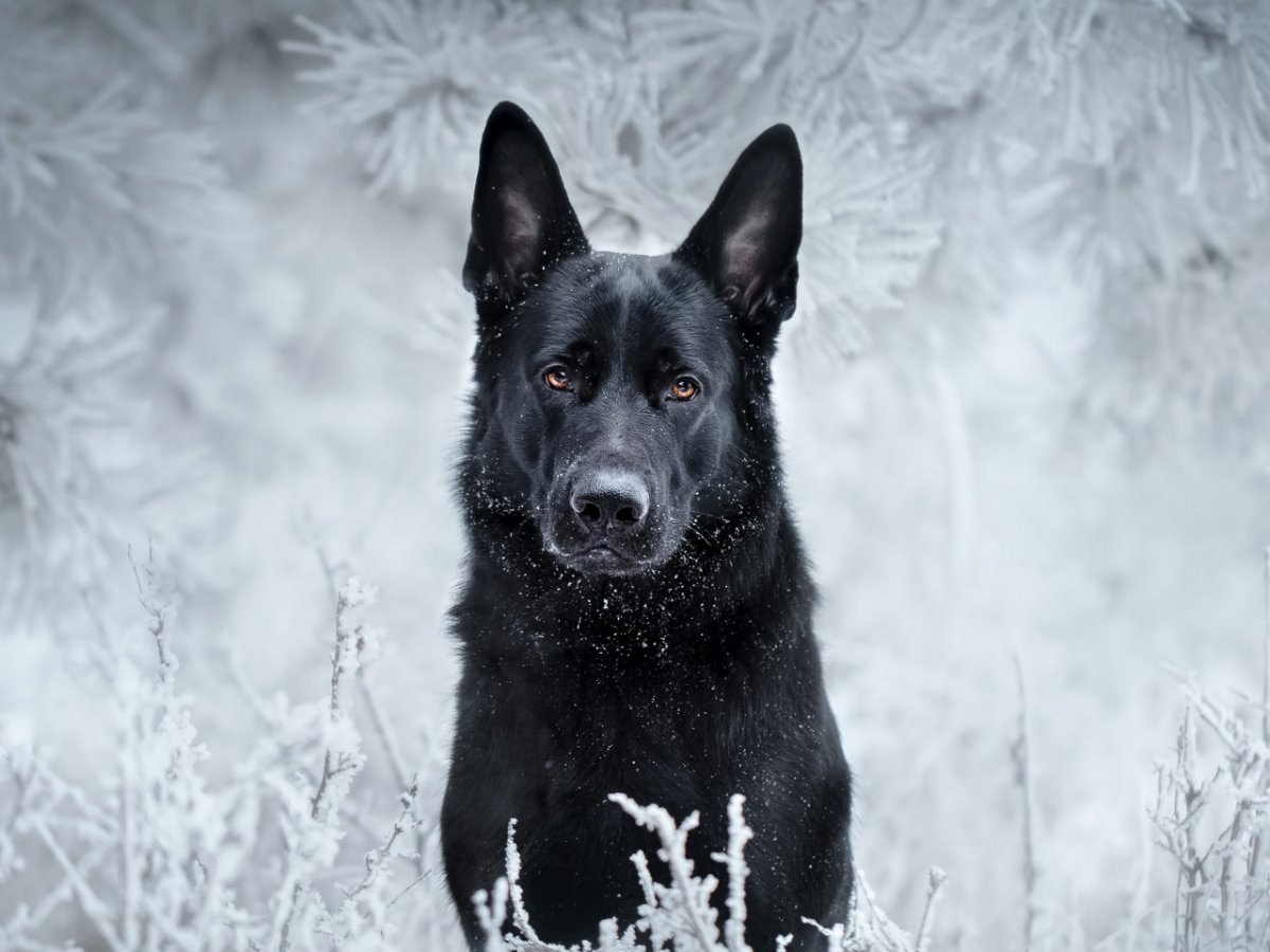 Питомник ВЕО Северная застава