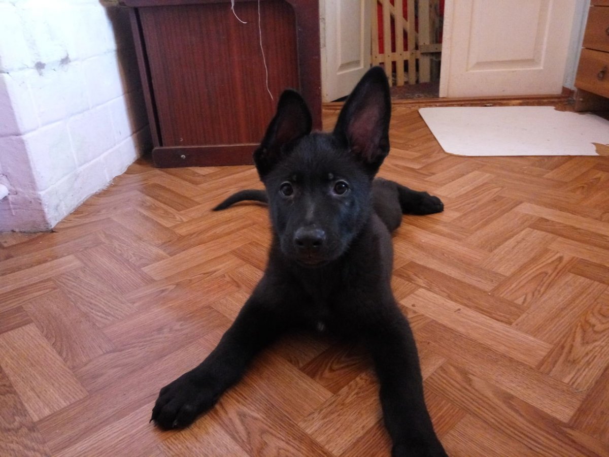 ВЕО овчарка