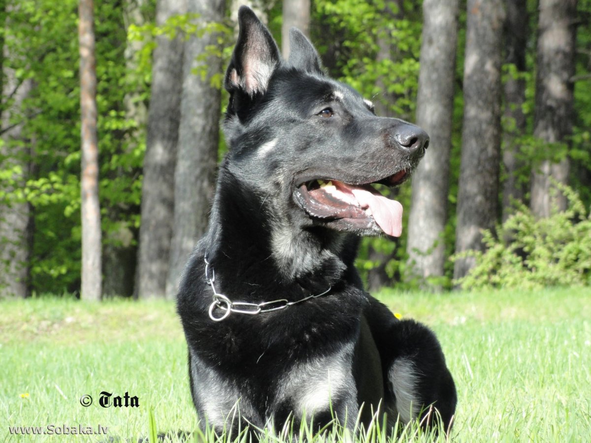 Восточноевропейская овчарка черная щенок