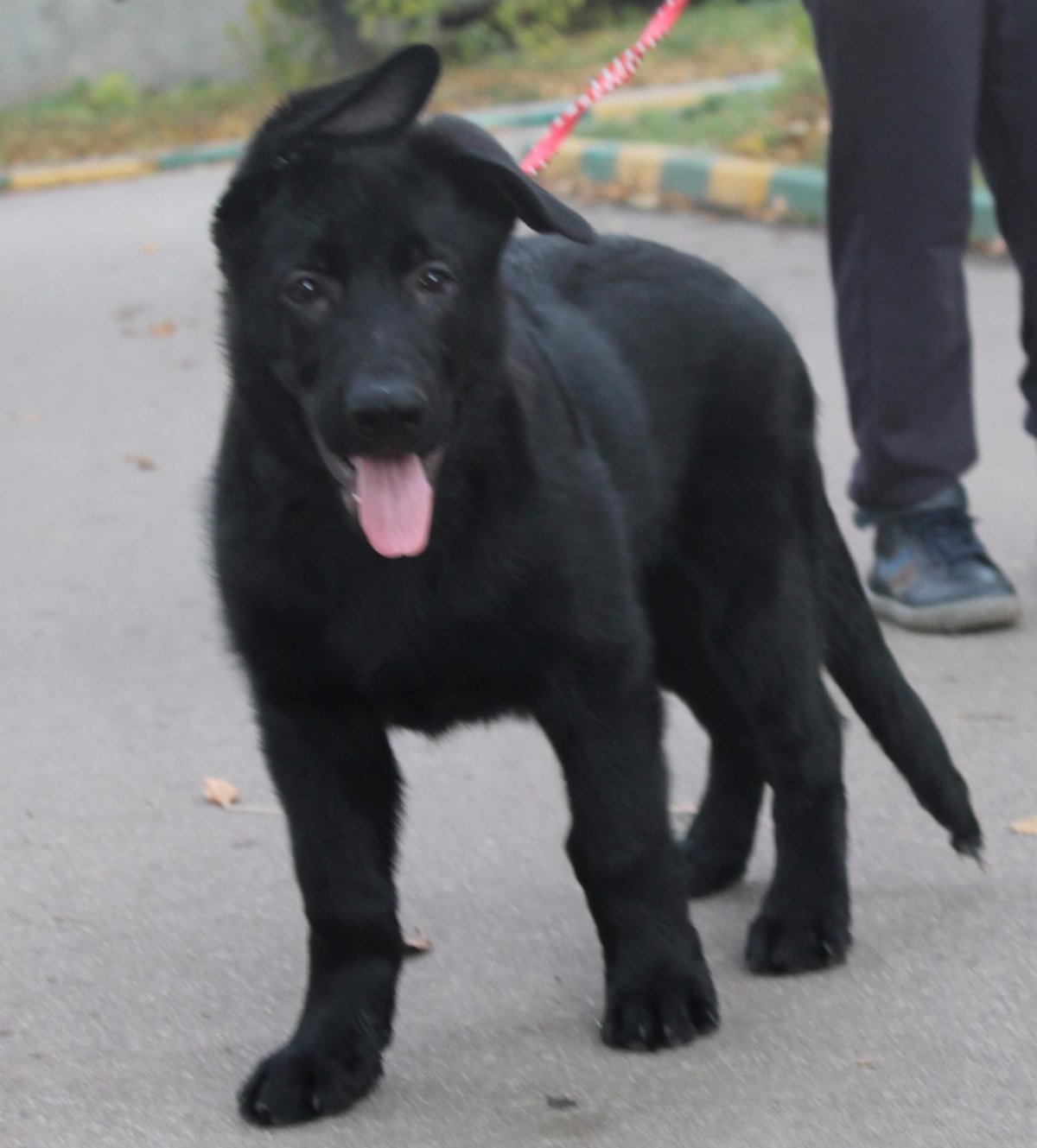 Чёрная немецкая овчарка ЗКС