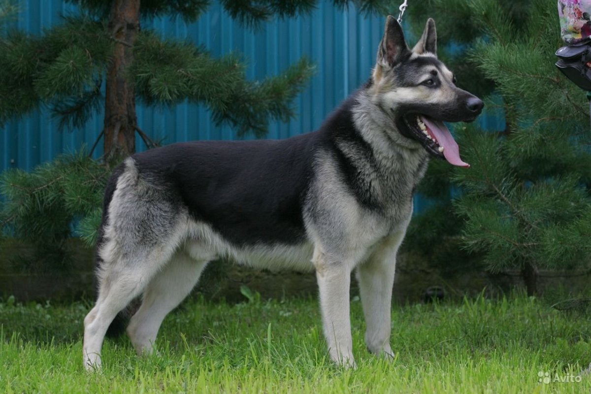 Овчарка ВЕО черная