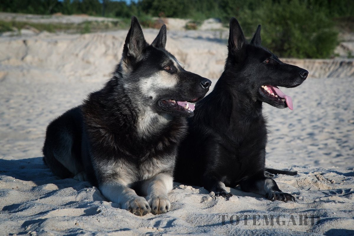 Щенки Восточно европейской овчарки черного окраса