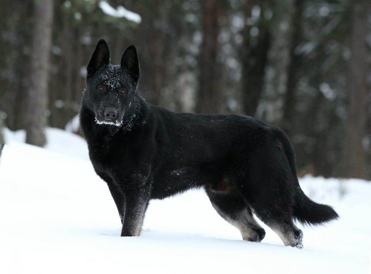 Восточноевропейская овчарка черная