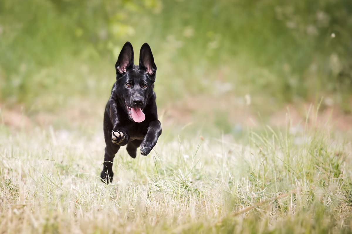 Овчарка ВЕО черная