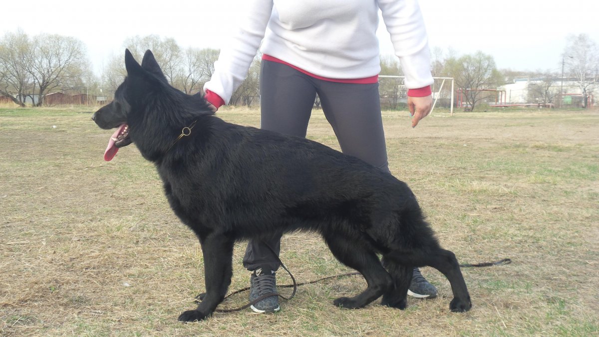 Восточно-европейская овчарка