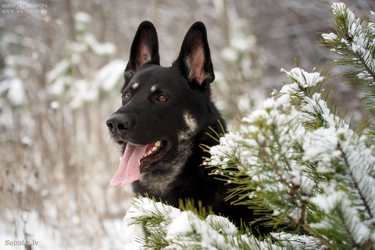 Щенки ВЕО черные