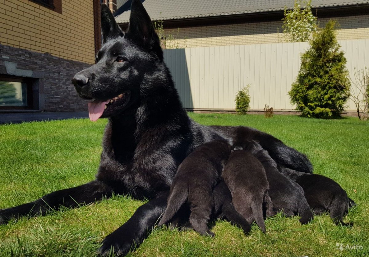Черная Восточно-европейская овчарка кобель