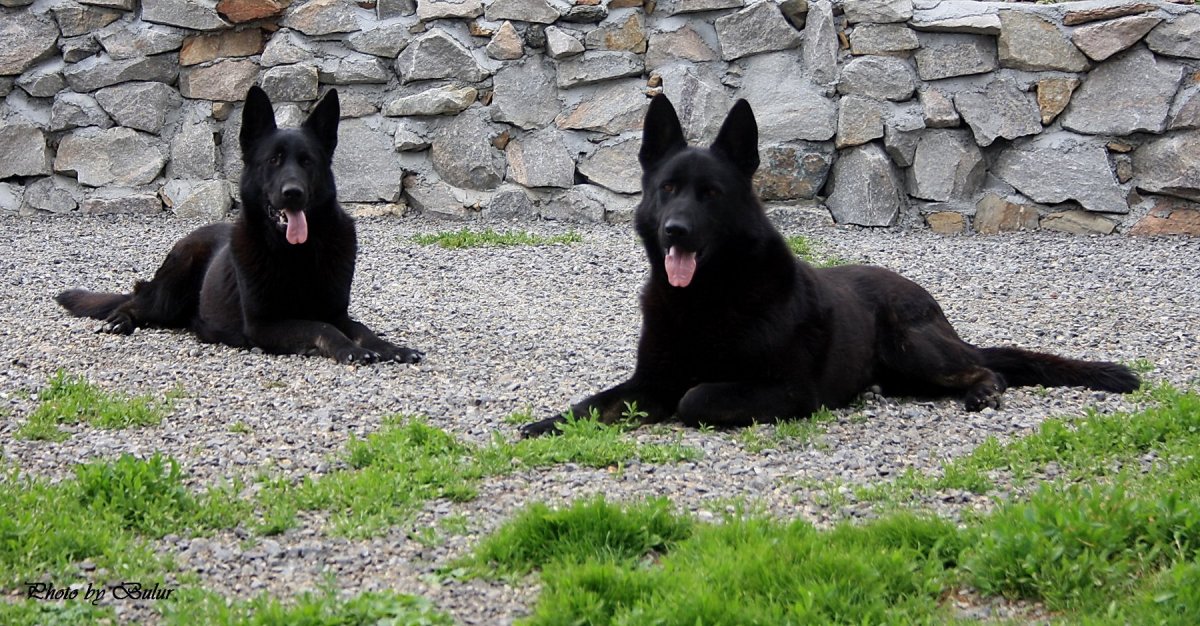 Восточно-европейская овчарка