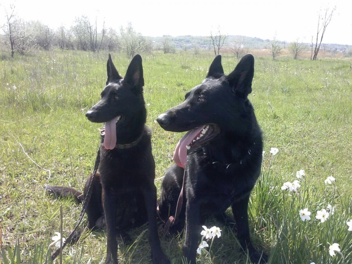 Восточно-европейская овчарка черная