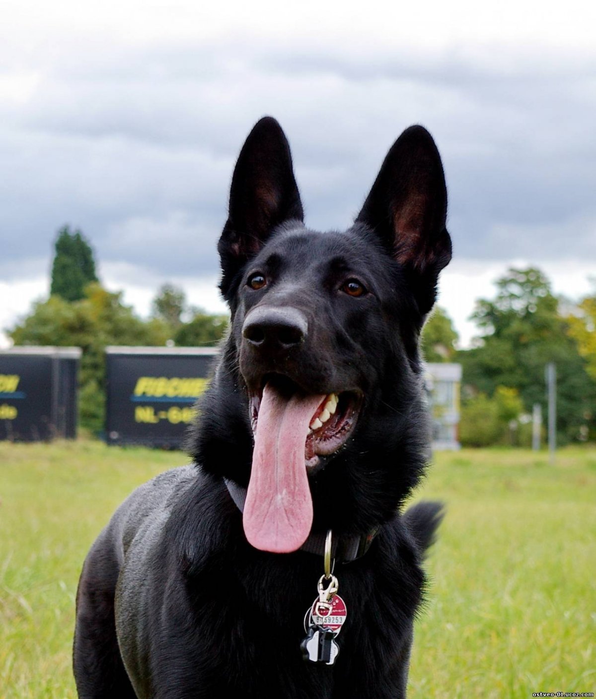 Восточно-европейская овчарка черная