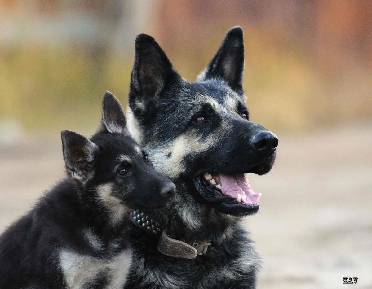 Немецкая овчарка черная гладкошерстная