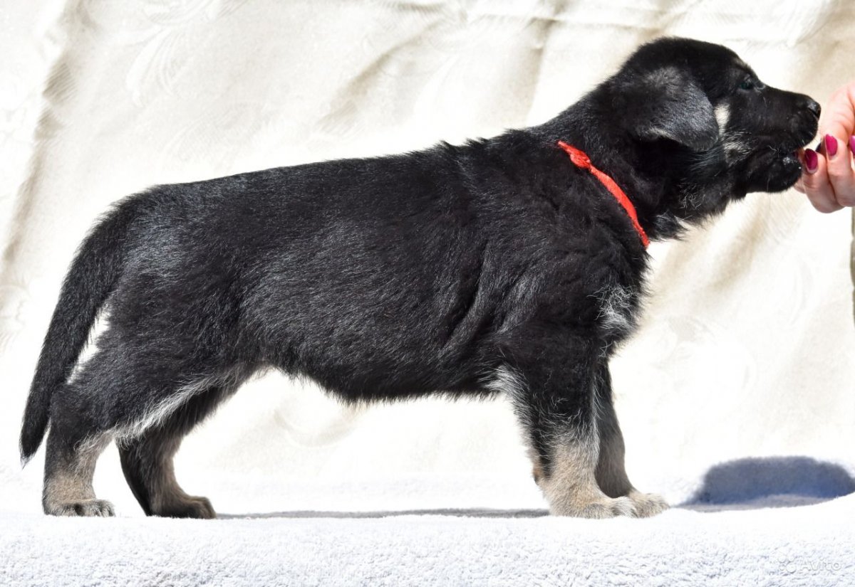 Восточно-европейская овчарка черная