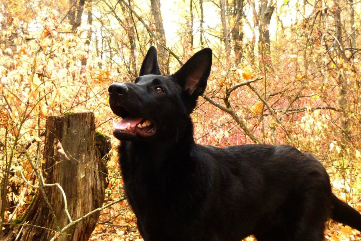 Восточно-европейская овчарка черная