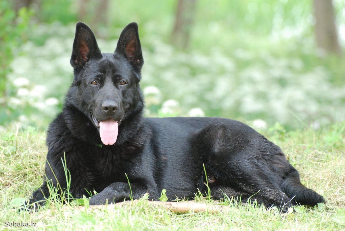 Собака немецкая овчарка черная