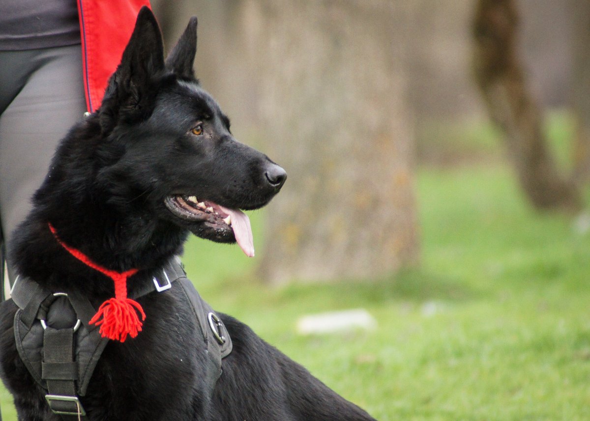 ВЕО Восточно-европейская овчарка