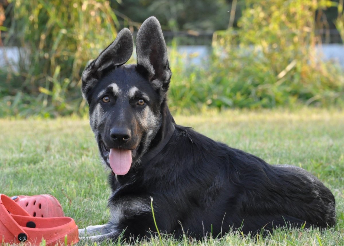 Дальневосточная овчарка черная