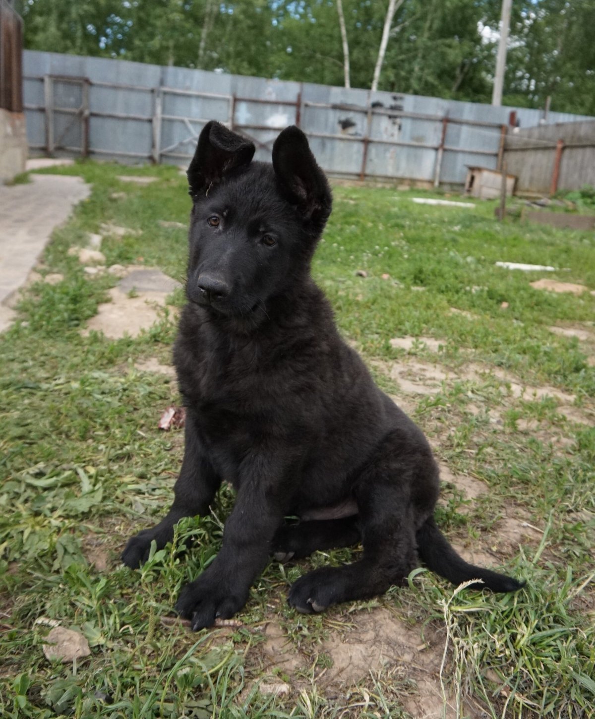 Собаки Восточноевропейская овчарка