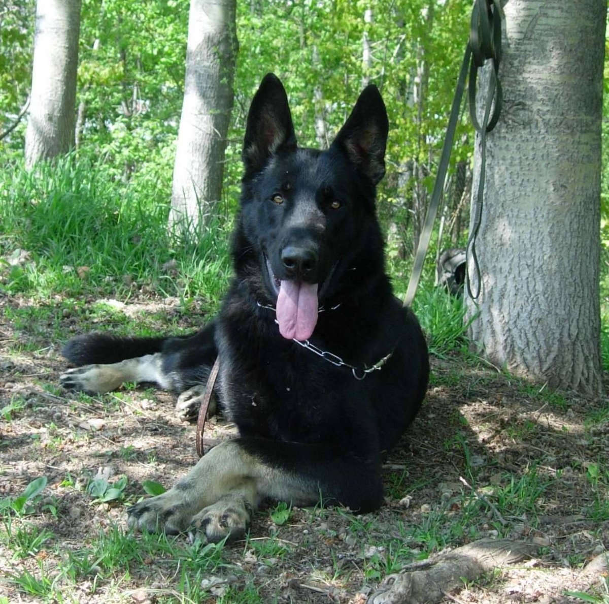 Рус вант Шиваро ВЕО