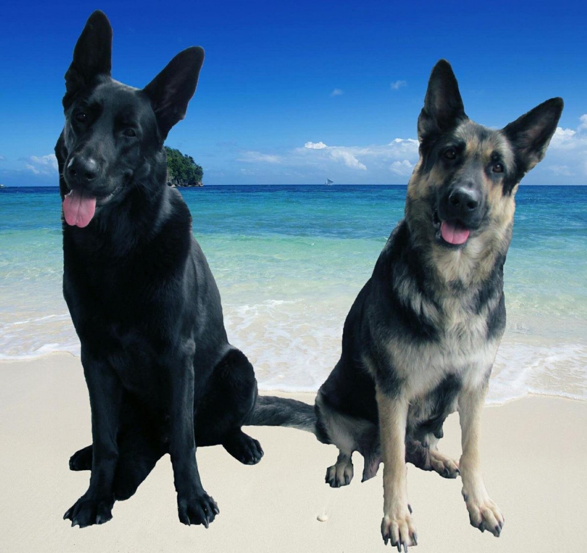 Овчарка немецкая Восточно-европейская окрас черный