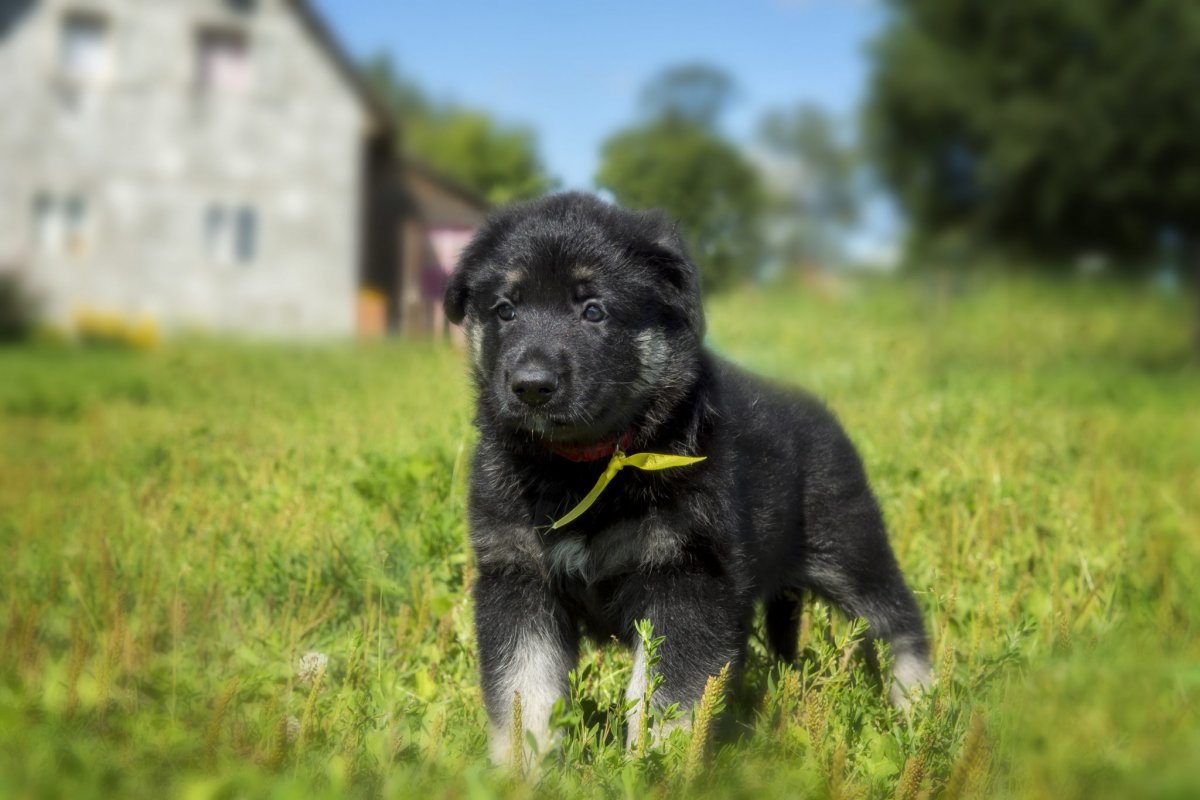Восточно европейская овчарка кутята