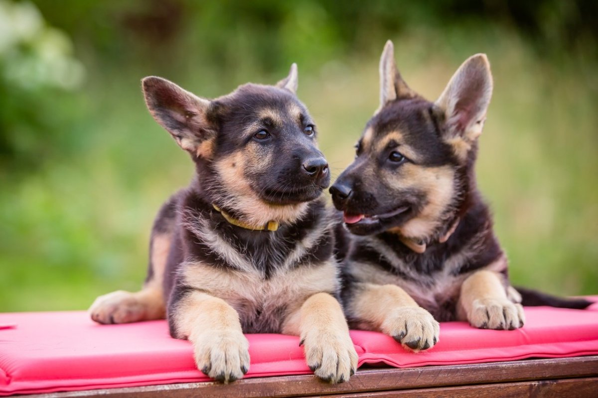 Чисто чёрная Восточно европейская овчарка