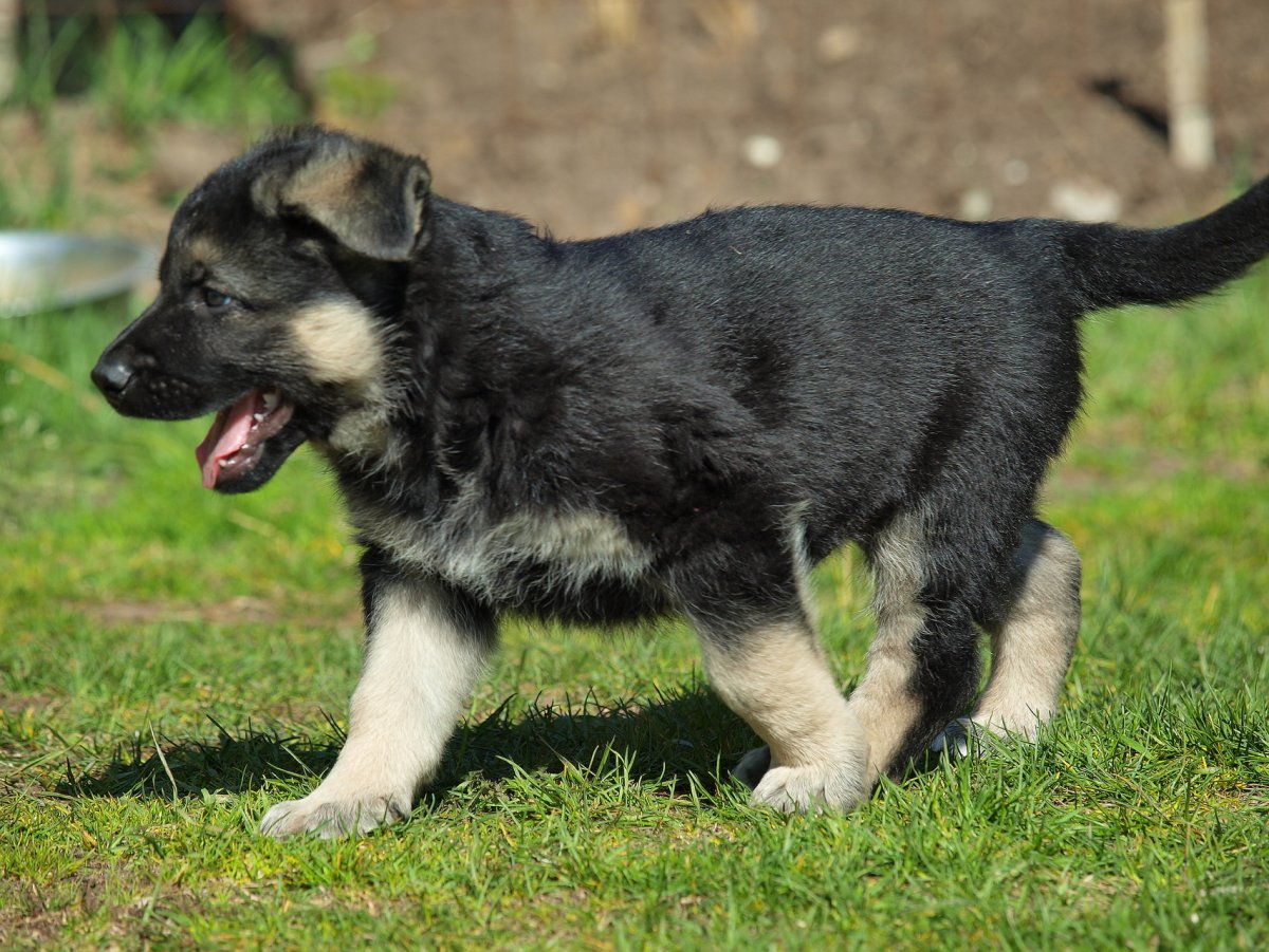 Питомник серебрянный волк ВЕО