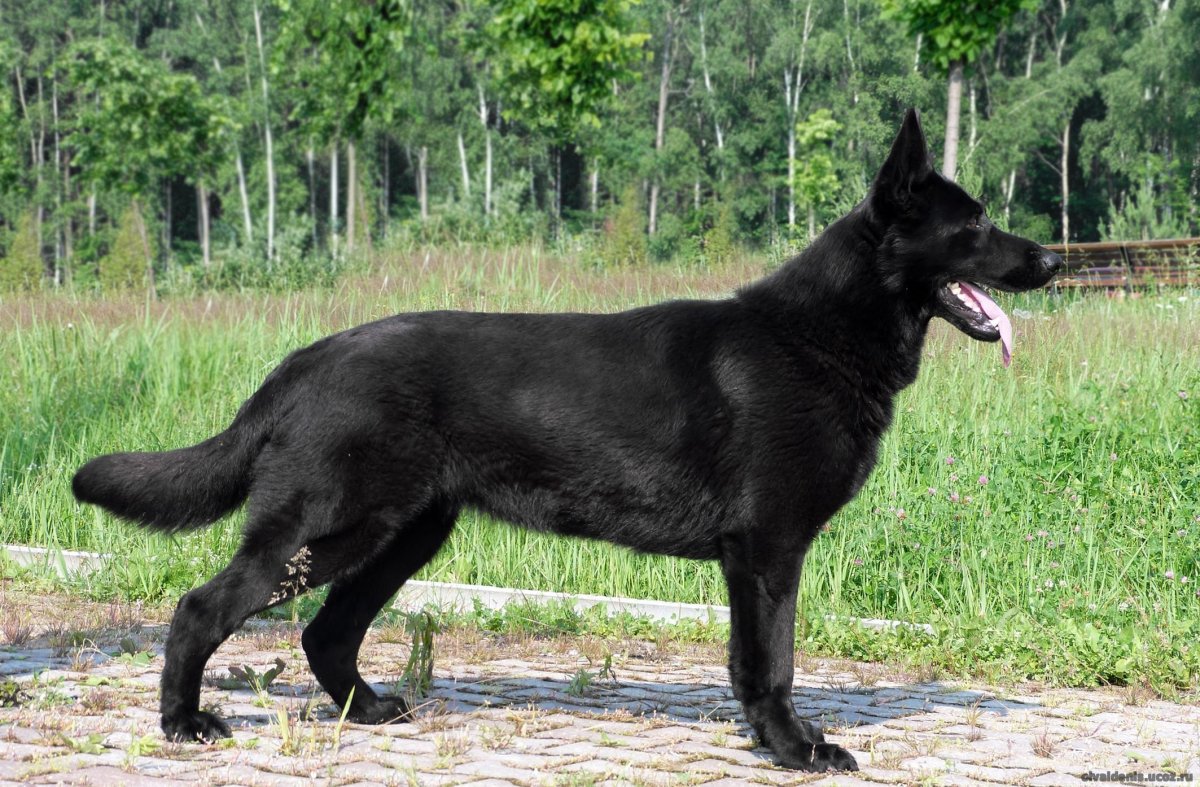 Восточноевропейская овчарка черная