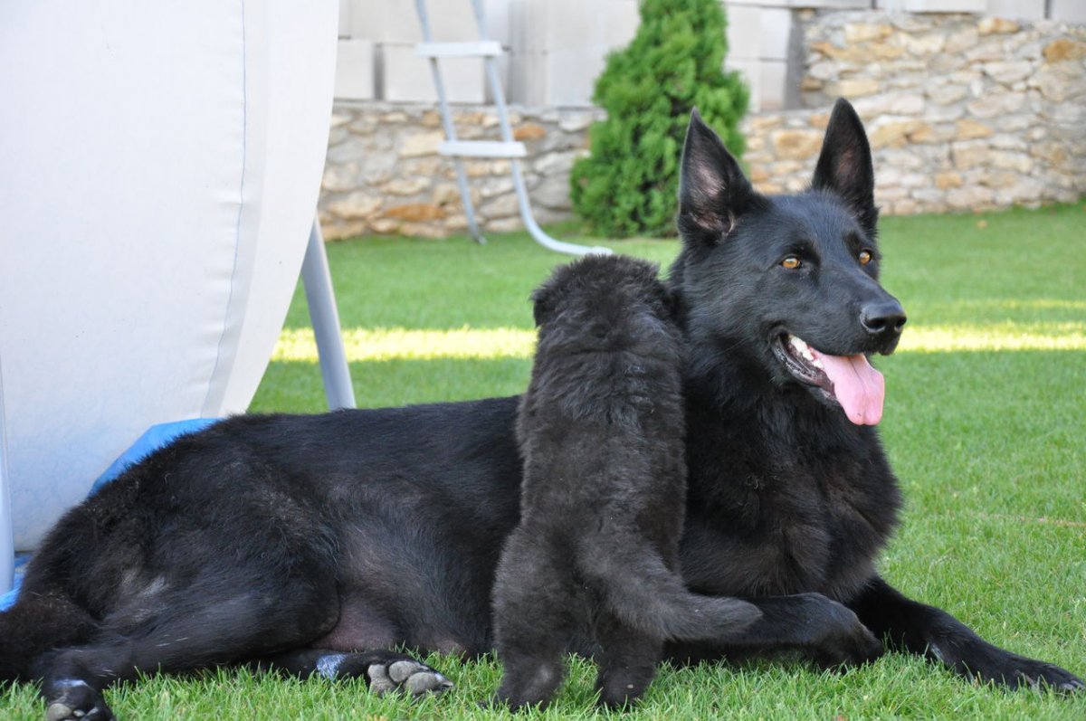 Немецкая овчарка черная