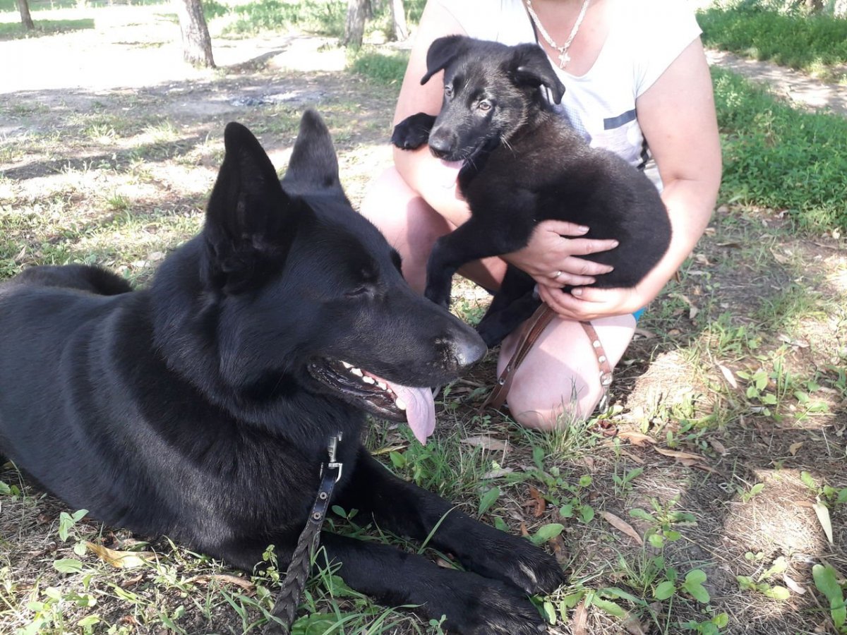 Восточно европейская черная