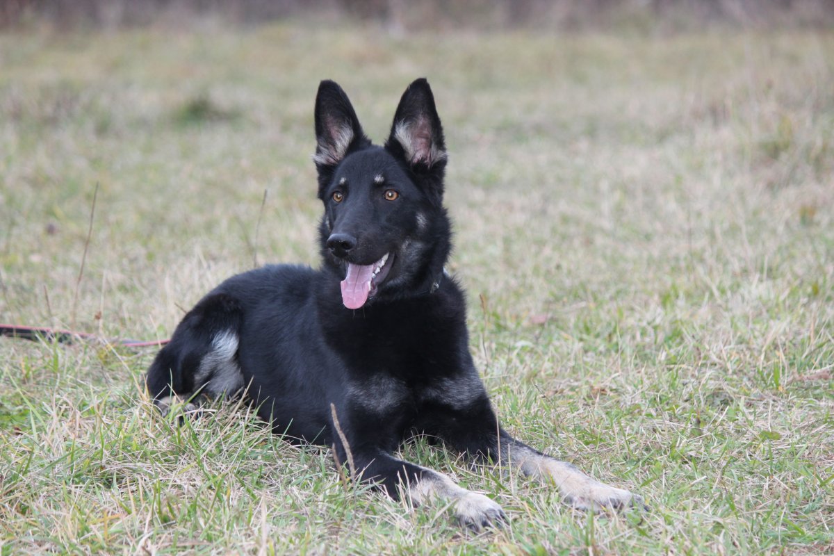 Восточно-европейская овчарка черная