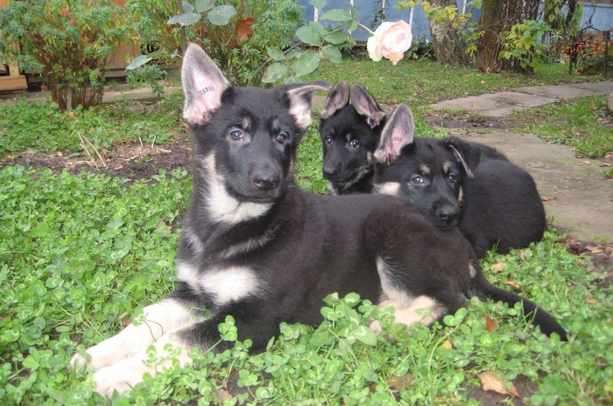 Щенки Восточно европейской овчарки
